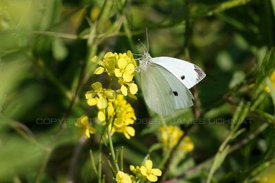 Cabbage Butterfly on Field Mustard 23.jpg