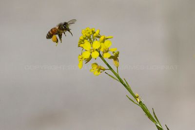 Honey Bee Flight 23.jpg