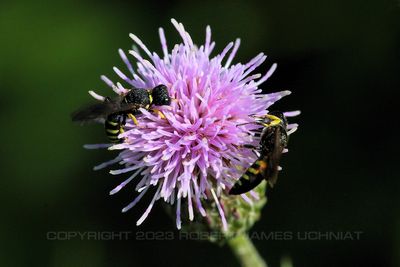 Thistle with Crossocerus Wasps.jpg