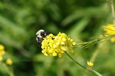 Common Eastern Bumblebee 2 23.jpg