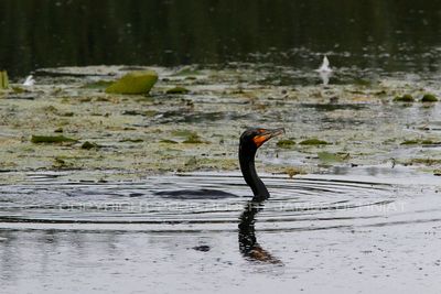 Double Crested Cormoront 23.jpg