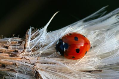 Ladybug and Thistle down 23.jpg