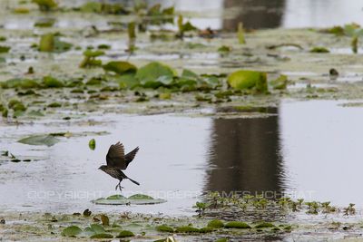 Red Wing Blackbird and Lily Pad 23.jpg