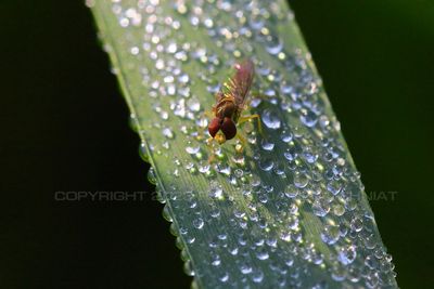 Hoverfly and dew 23.jpg