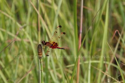 Red Calico Pennant Dragonfly side 23.jpg
