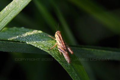 Two Striped Grasshopper 23.jpg