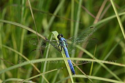 Eastern Pondhawk Dragonfly  23b.jpg