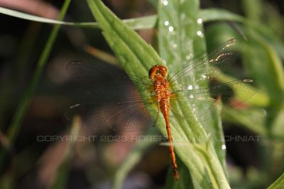 Autumn Meadowhawk Dragonfly 23.jpg