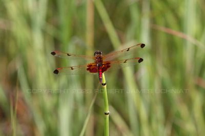 Red Calico Pennant Dragonfly back 23.jpg