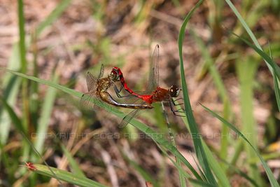 Dragonflies mating 23.jpg
