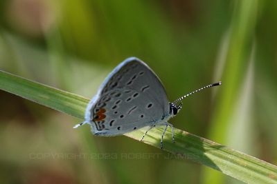 Eastern Tailed Blue Butterfly 23.jpg