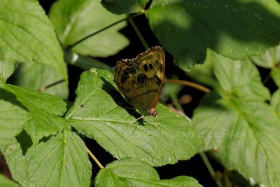 Northern Pearly Eye Butterfly 23.jpg