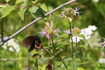 Spicebush Swallowtail 23.jpg