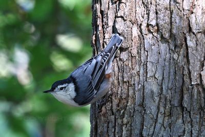 White Breasted Nuthatch 23.jpg