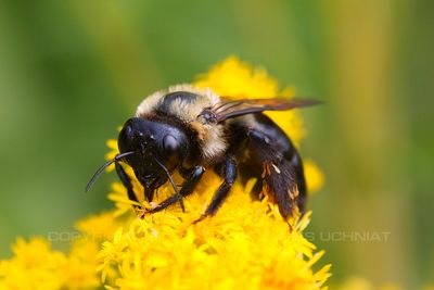 Common Eastern Bumblebee on flower 23.jpg