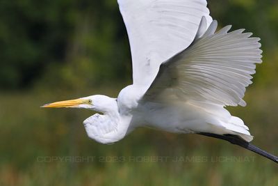 Great White Egret flight 1 23.jpg