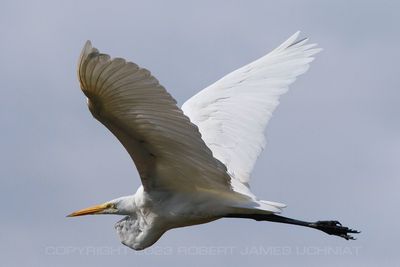 Great White Egret flight 2 23.jpg