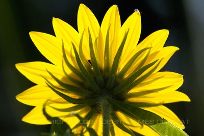 Maximillion Sunflower back 23.jpg
