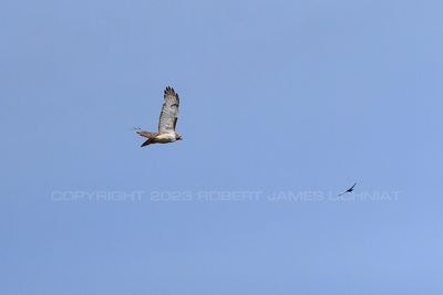Red Tailed Hawk and Swallow 23.jpg
