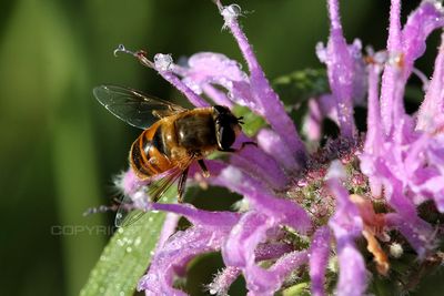 Hoverfly on Purple Bergamony 23.jpg
