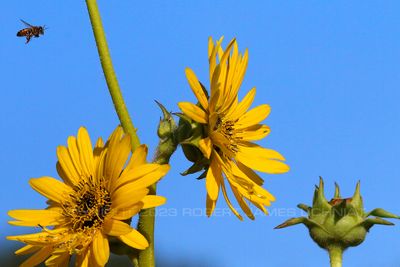 Honey Bee and Compass Plant 23.jpg