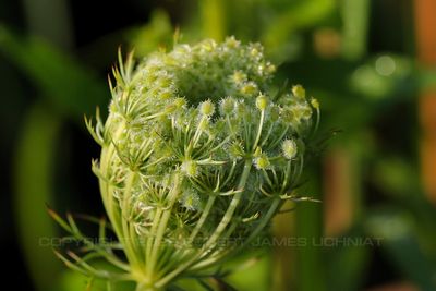Queen Annes Lace and Dew 23.jpg