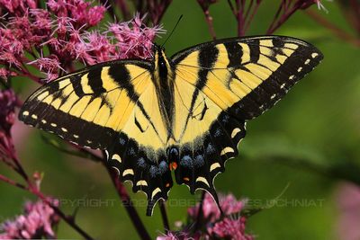 Eastern Tiger Swallowtail 23.jpg