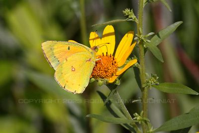 Orange Sulfer Butterfly 23.jpg