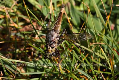 Robber Fly with Bee 23.jpg