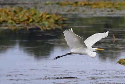 Great White Egret flight 4 23.jpg