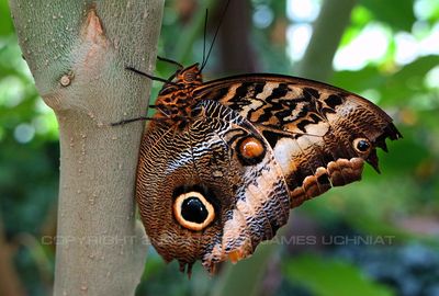 Owl Butterfly 23.jpg
