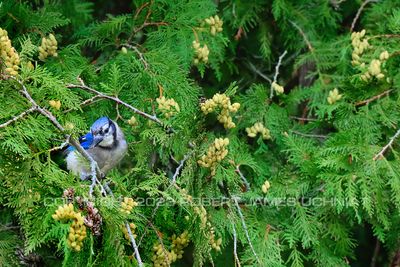 Blue Jay in Northern White Cedar 23.jpg