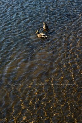 Ducks and Water 23.jpg