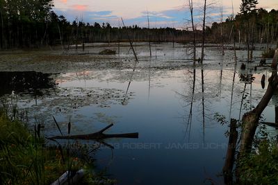 Swamp Sunset 1 23.jpg
