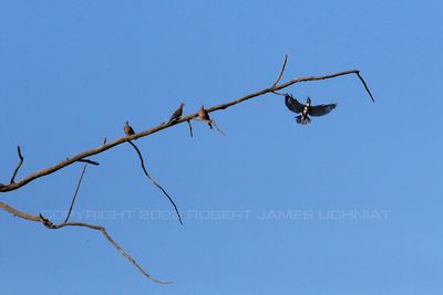 Kingfisher and Mourning Doves 23.jpg