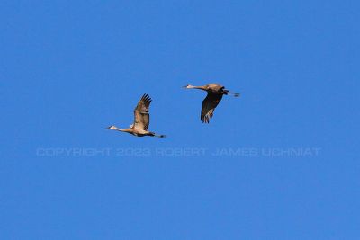 Sandhill Cranes Flight 23.jpg