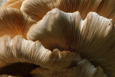 Bracket Fungi 23.jpg