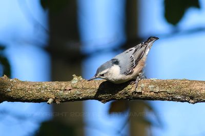 White Breasted Nuthatch 2 23.jpg