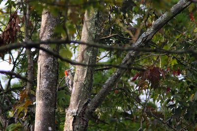 Red Bellied Woodpecker 23.jpg