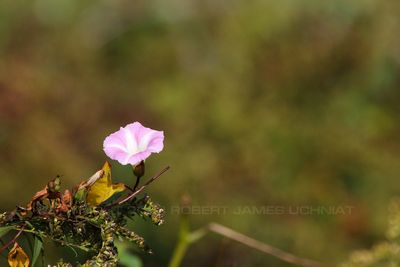 Morning Glory 23.jpg
