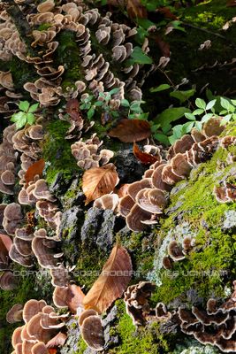Bracket Fungi and Leaves 23.jpg