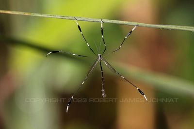 Phantom Crane Fly 23.jpg