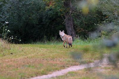 Coyote 23.jpg