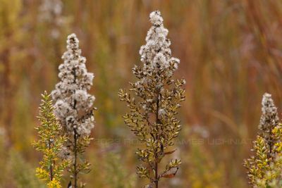 Goldenrod 23.jpg