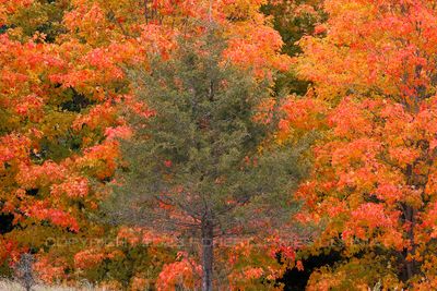 Michigan Fall Color 