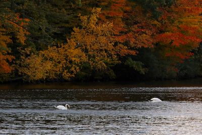 Swans and Color 23.jpg