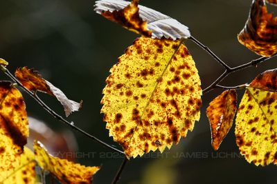 Yellow Leaves 23.jpg