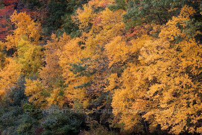 Fall Color Yellow 23.jpg