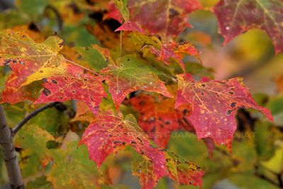 Red Leaves 23.jpg