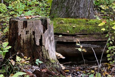 Stump 23.jpg